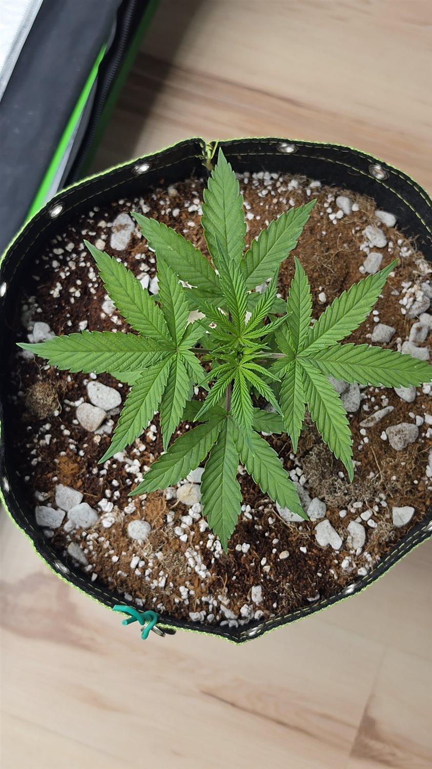 MM X GB plant photo