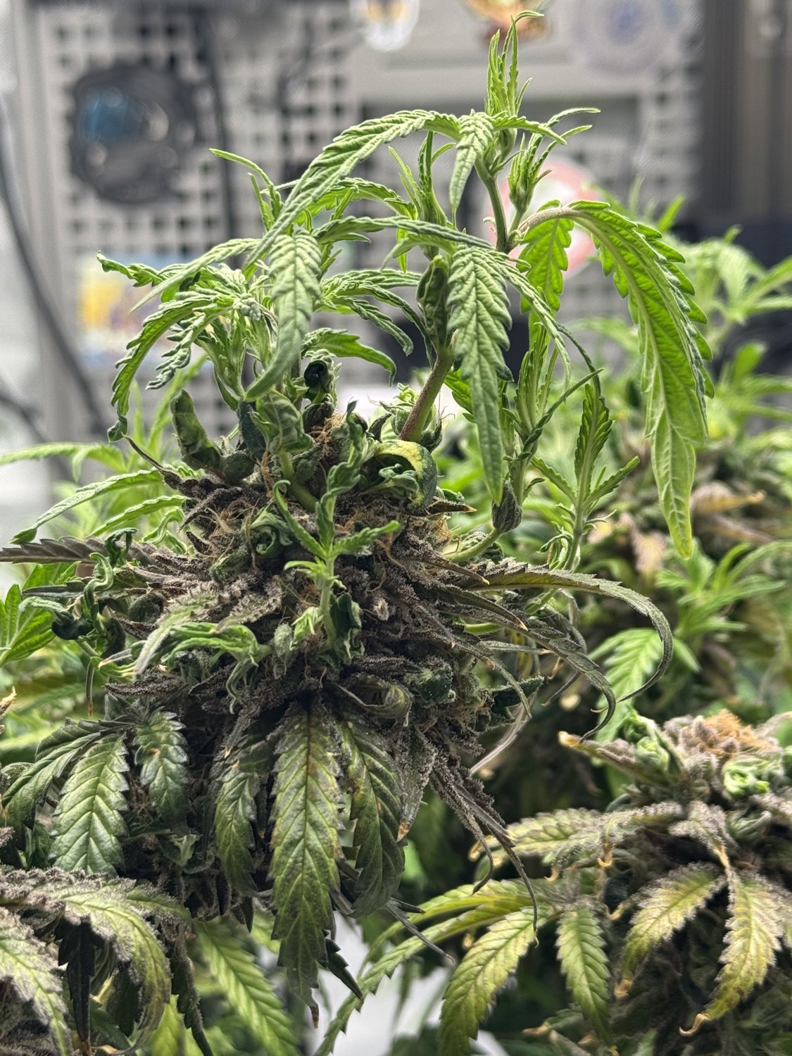 Blueberry Kush plant photo