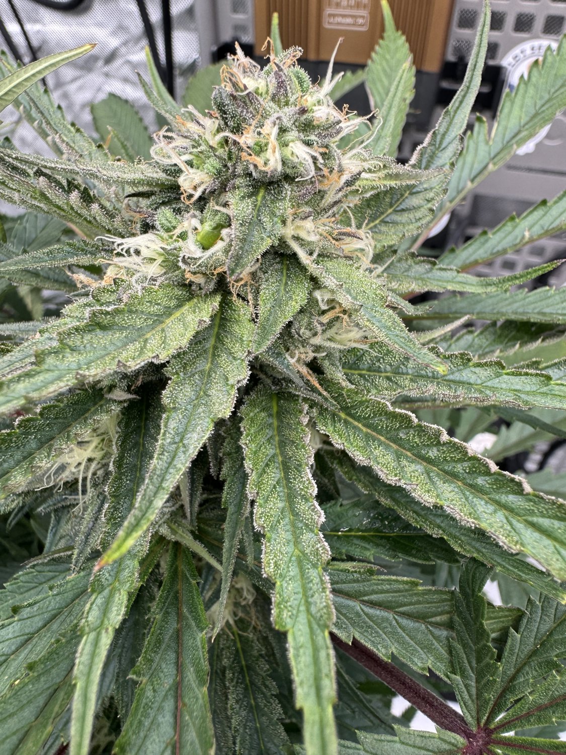 Blueberry Kush plant photo
