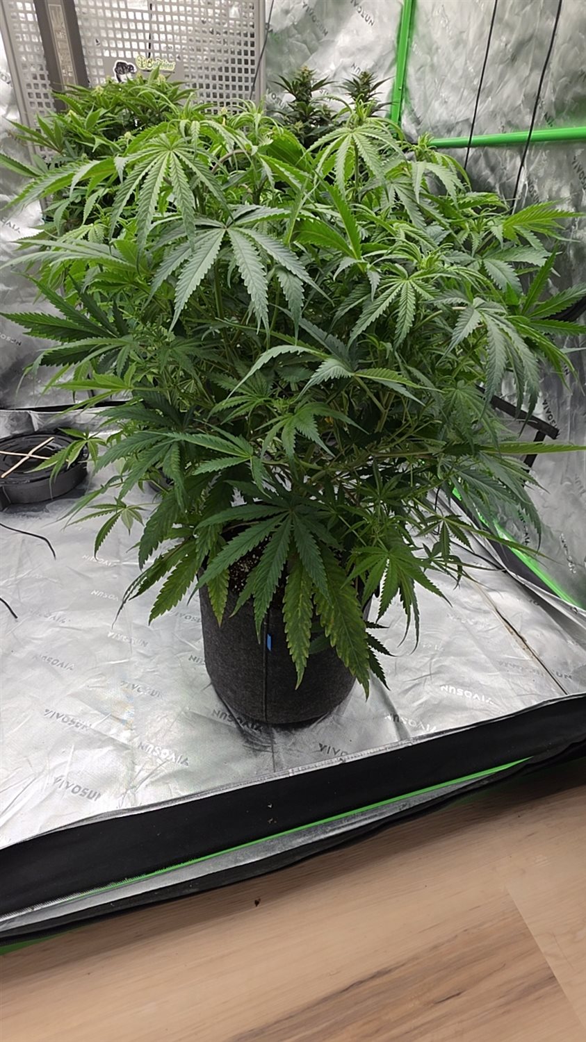 Blueberry Kush plant image