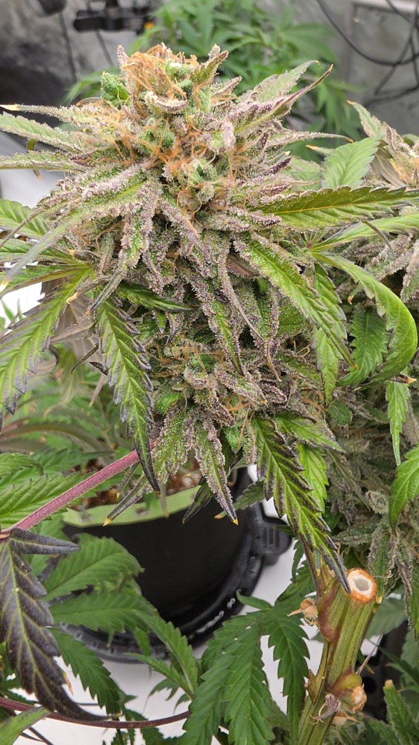 Blueberry Kush plant image