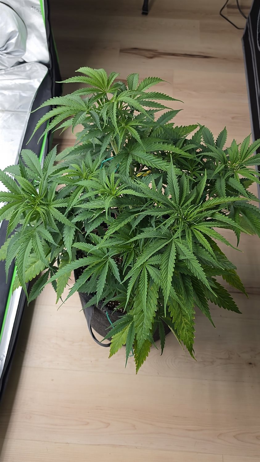 Blueberry Kush plant photo