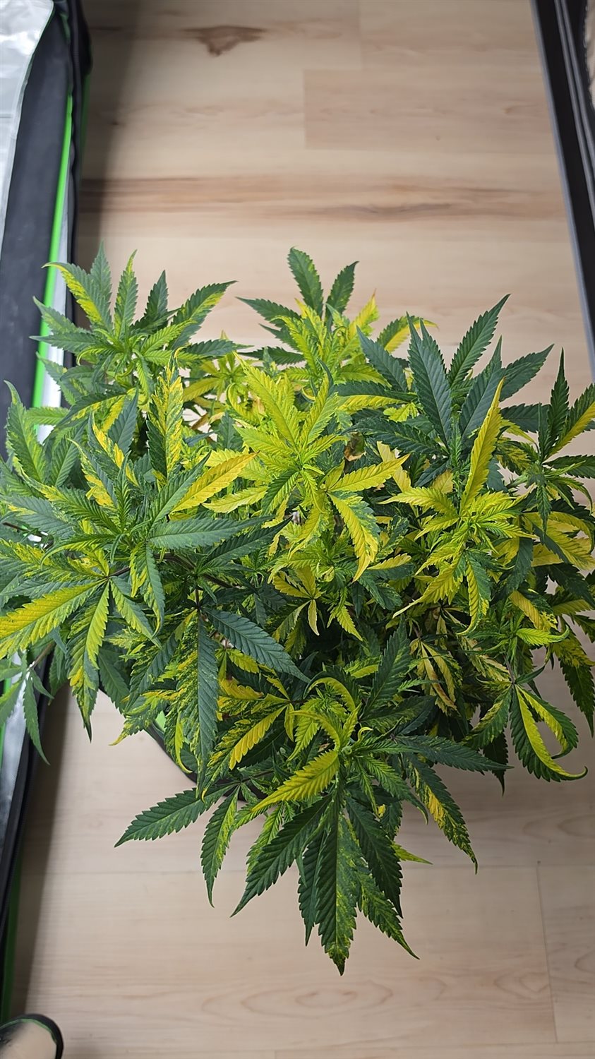 Marbled Milkshake  plant photo