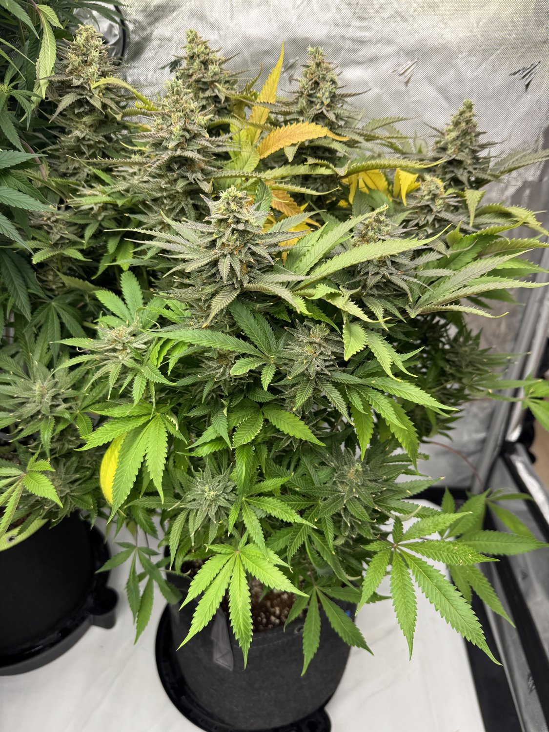 Black Apple Hitchcock plant photo
