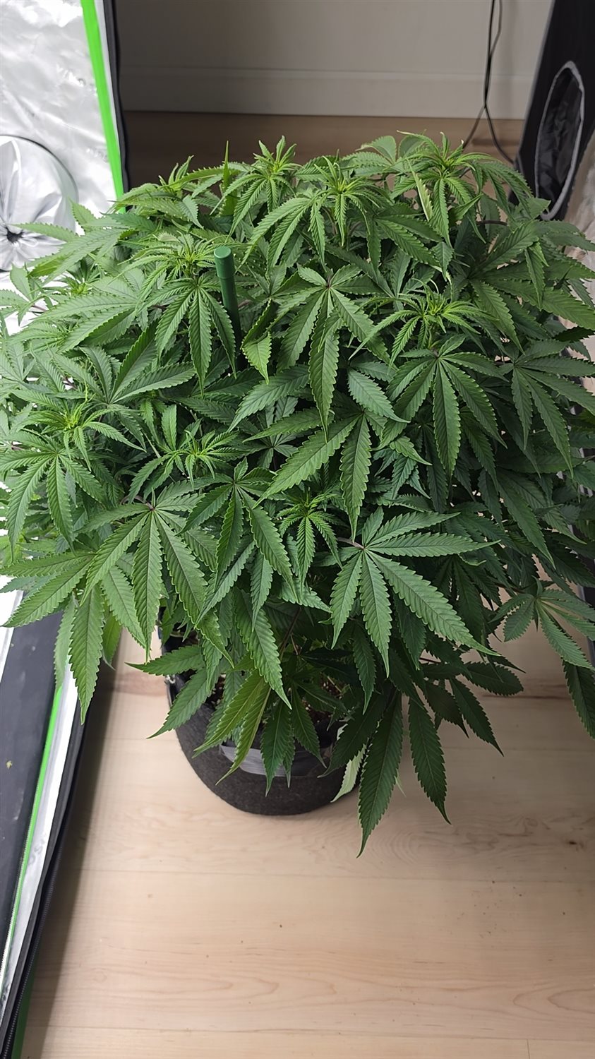 Black Apple Hitchcock plant photo