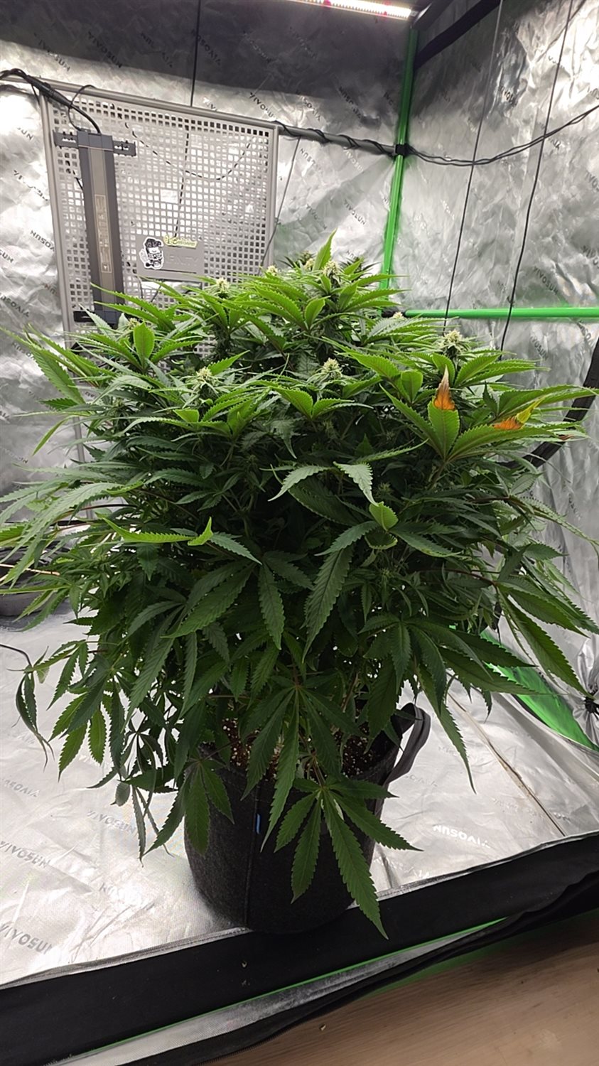 Black Apple Hitchcock plant image