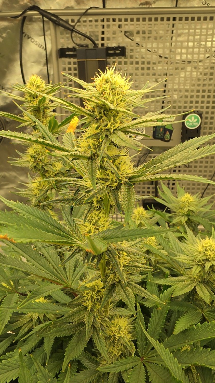 Marbled Milkshake x Sleepy Joe OG plant photo