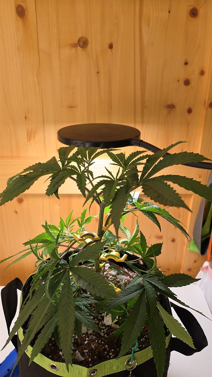 Swavory Candy plant image