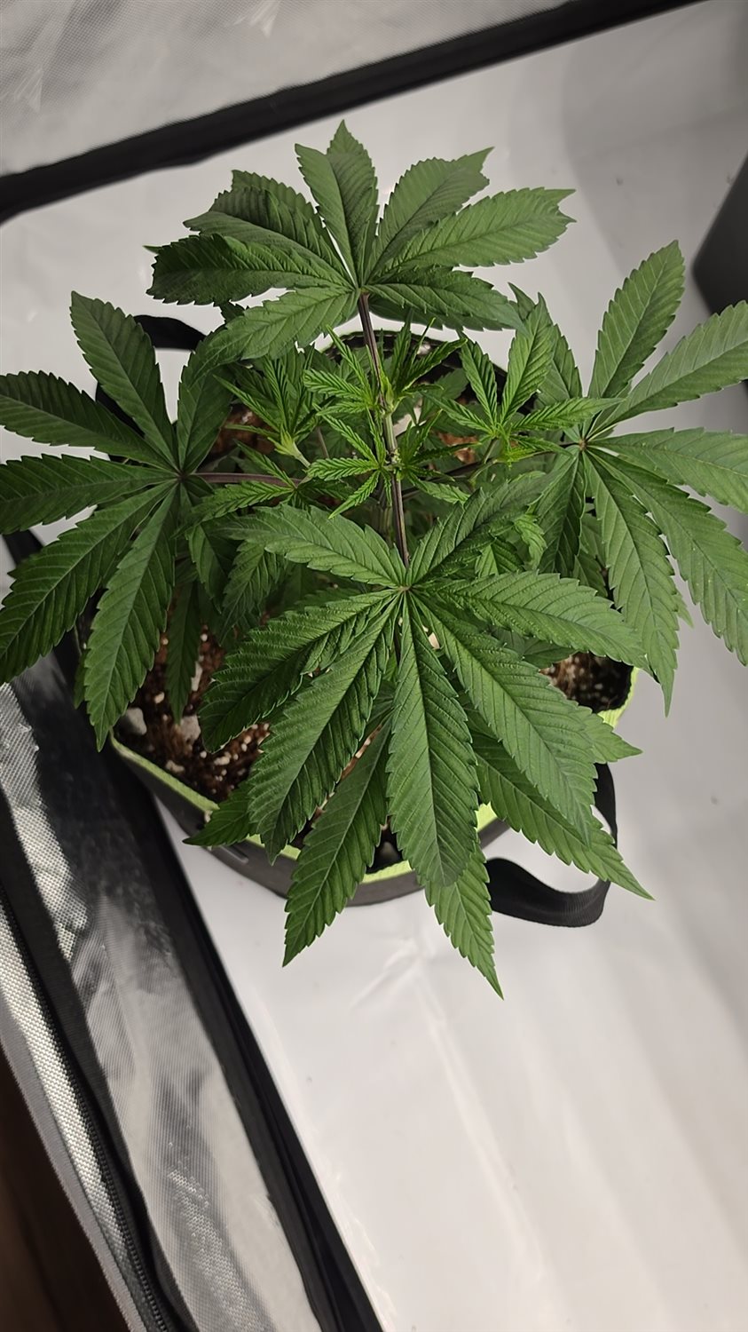 Swavory Candy plant photo