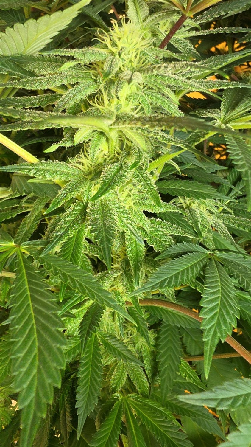 Marbled Milkshake S1 plant photo