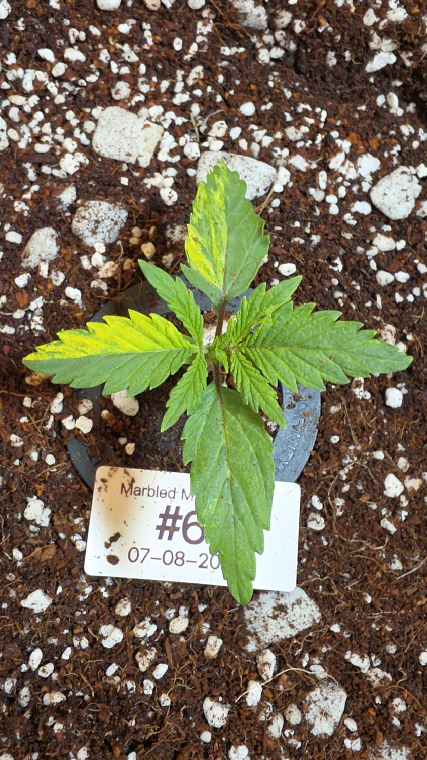 Marbled Milkshake S1 plant photo