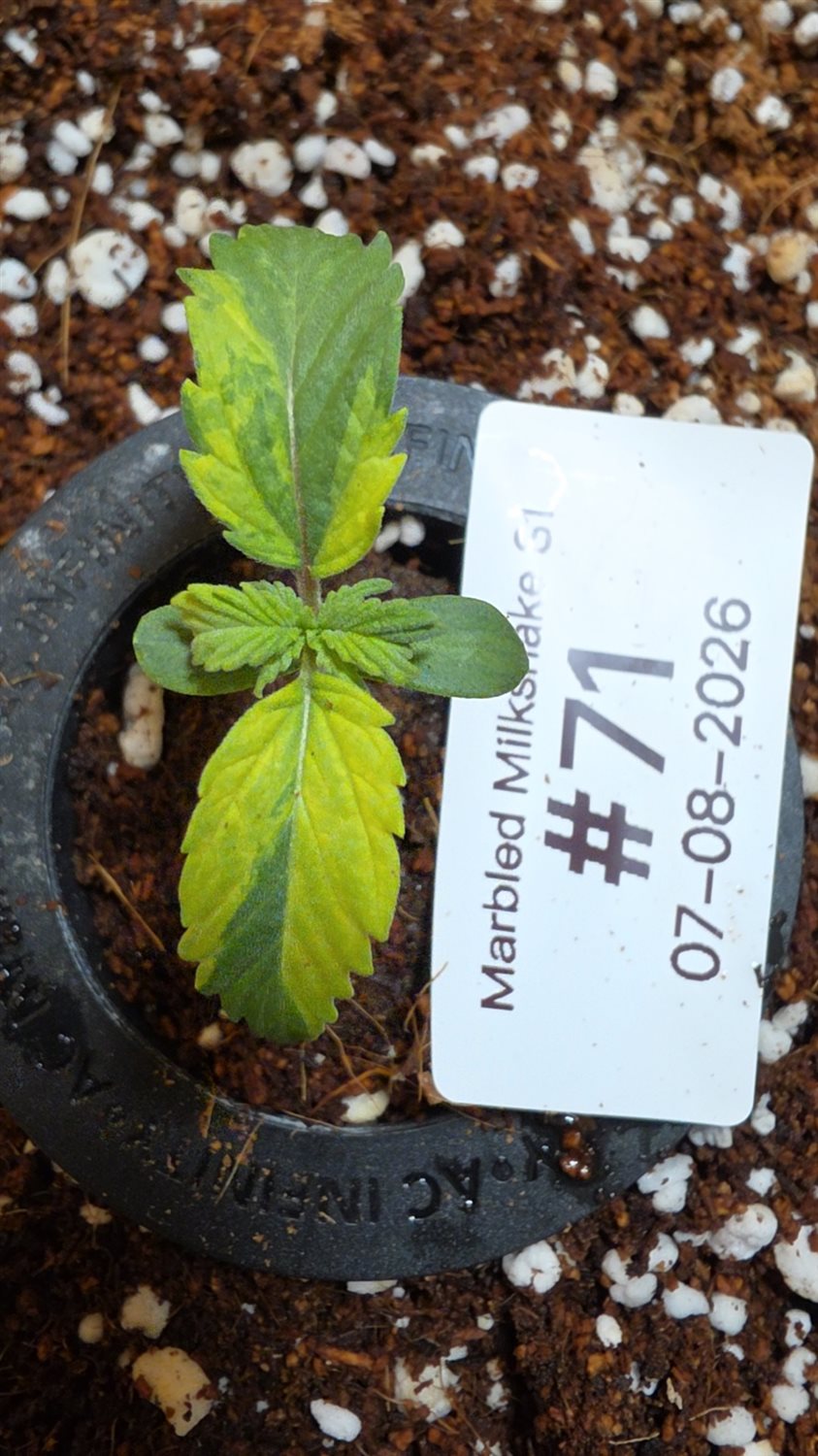 Marbled Milkshake S1 plant photo