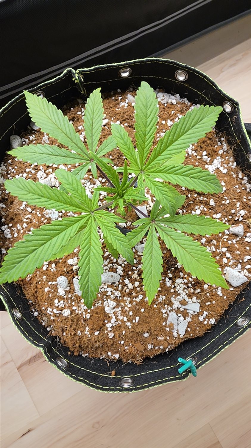 Swavory Blueberry  plant image