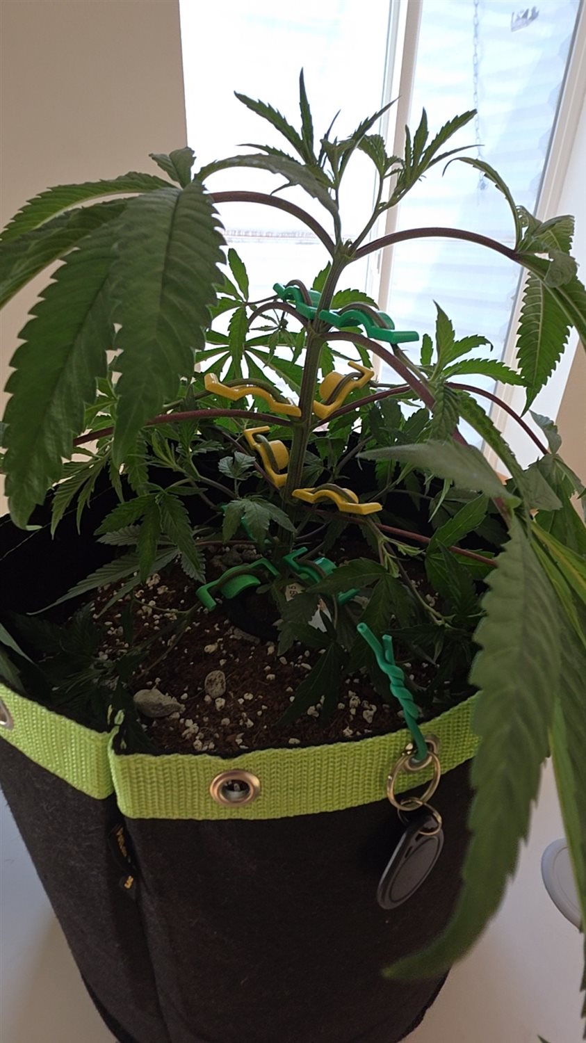 Swavory Blueberry  plant image