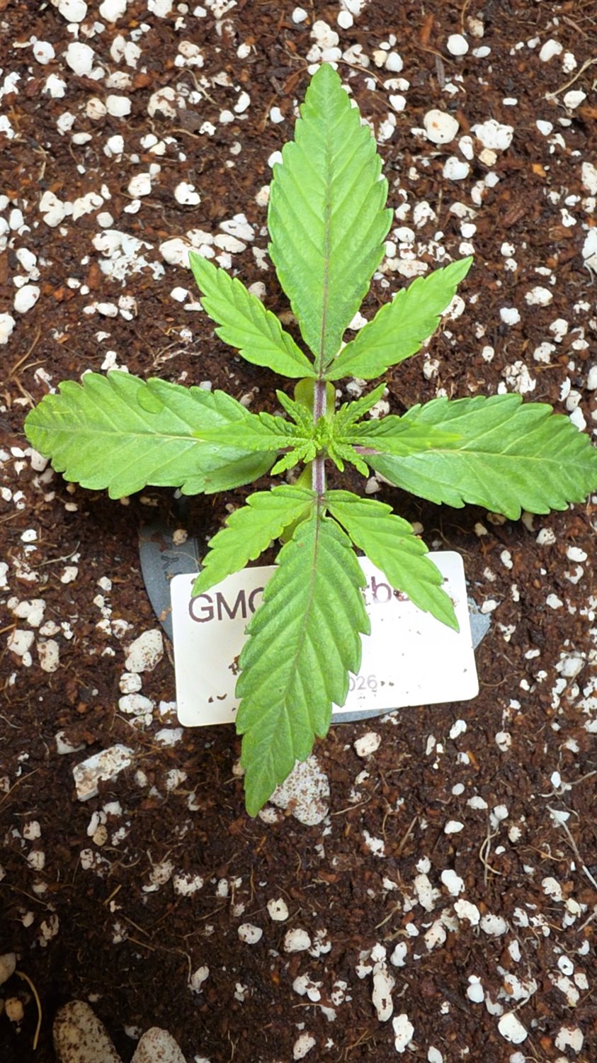 GMO Rootbeer plant photo