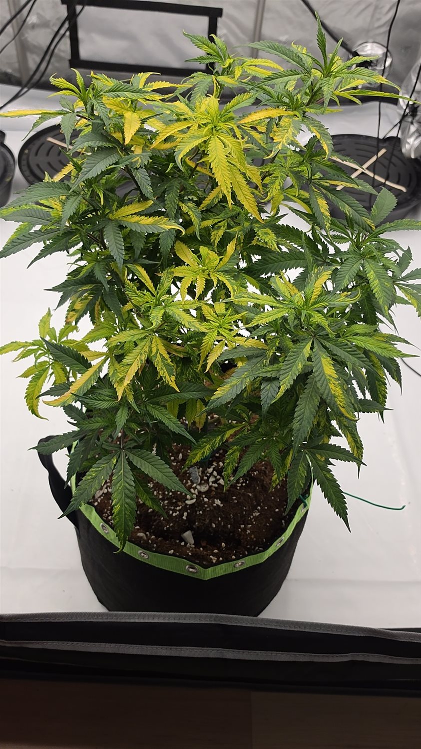 Marbled Milkshake S1 plant photo