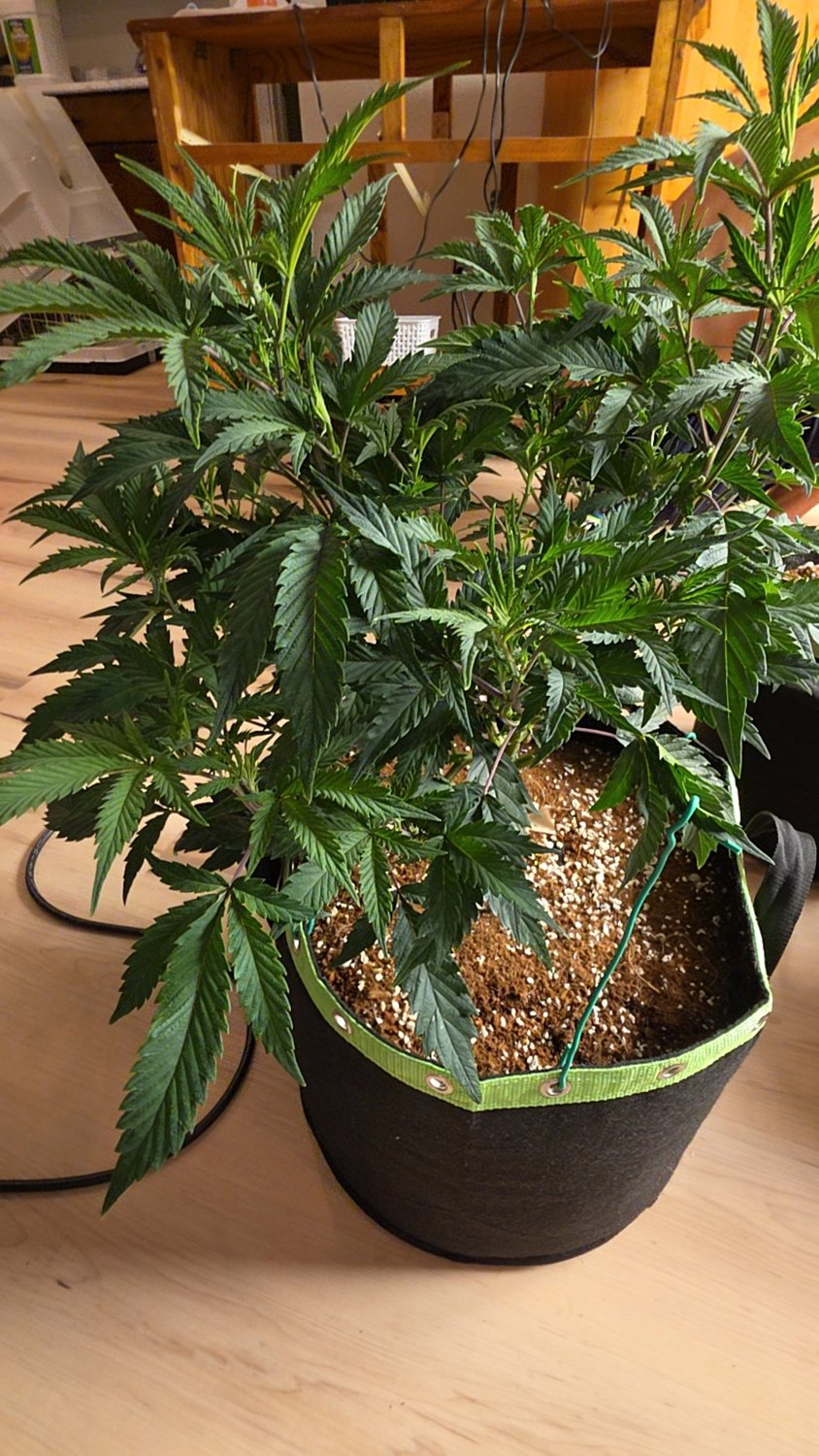 Marbled Berries plant photo