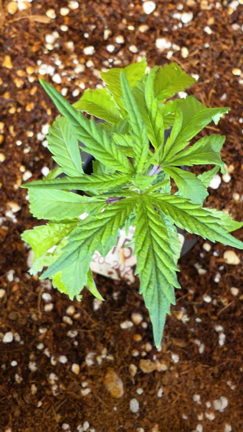 Marbled Berries plant photo