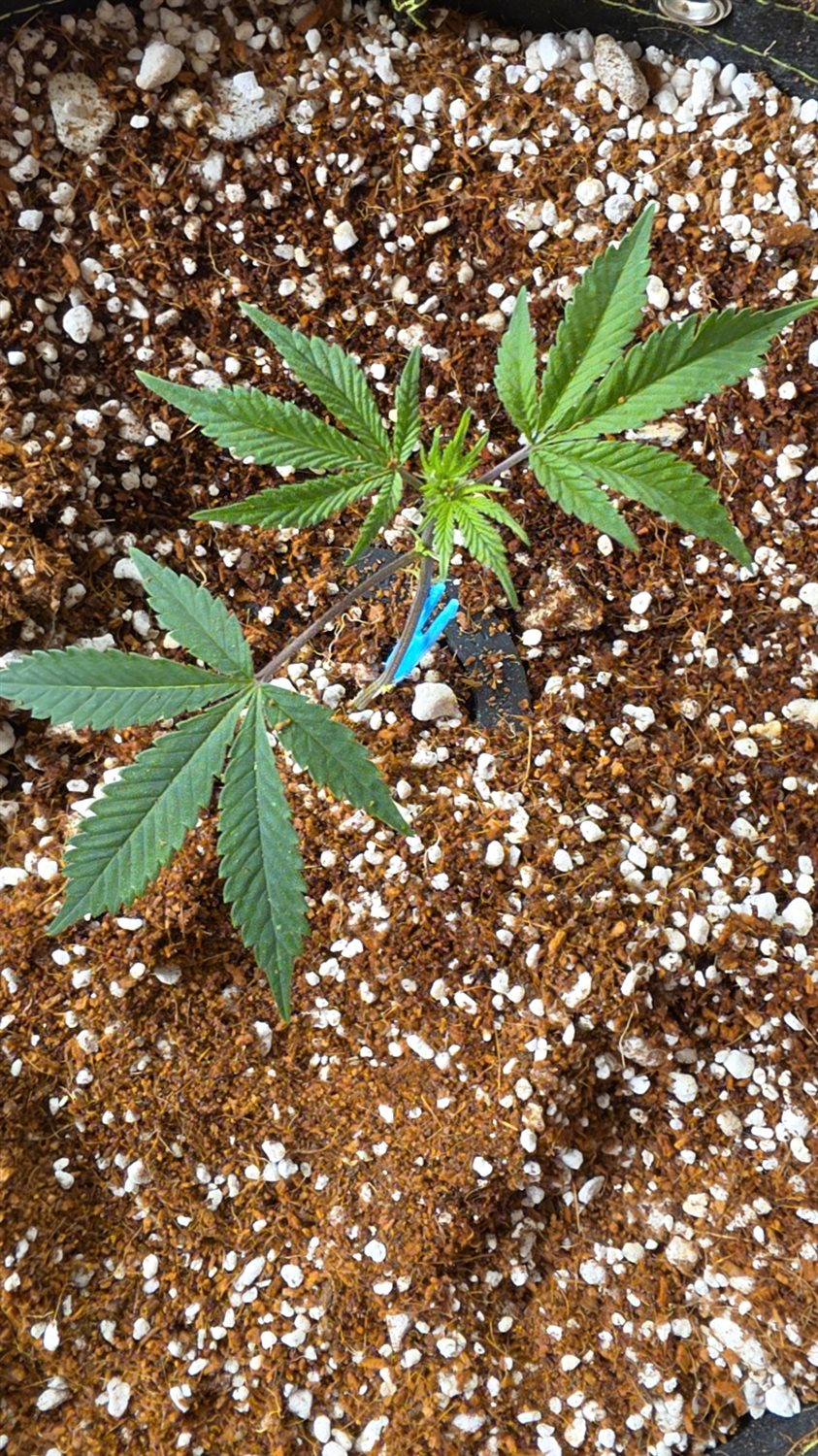 Marbled Berries plant photo