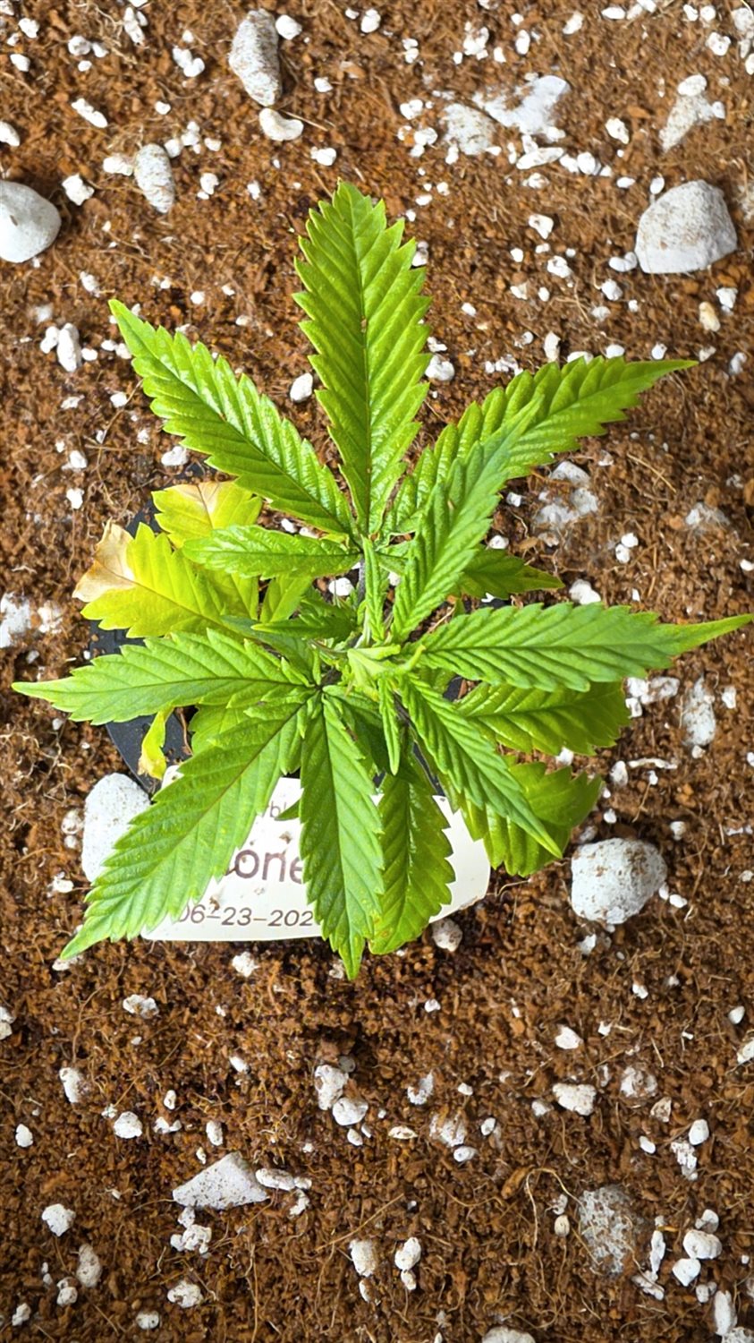 Marbled Candy plant photo