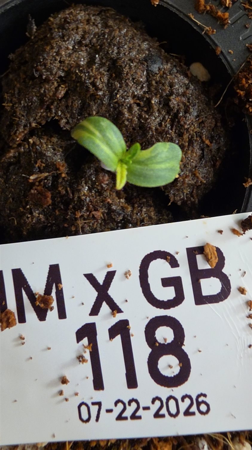 MM X GB plant photo