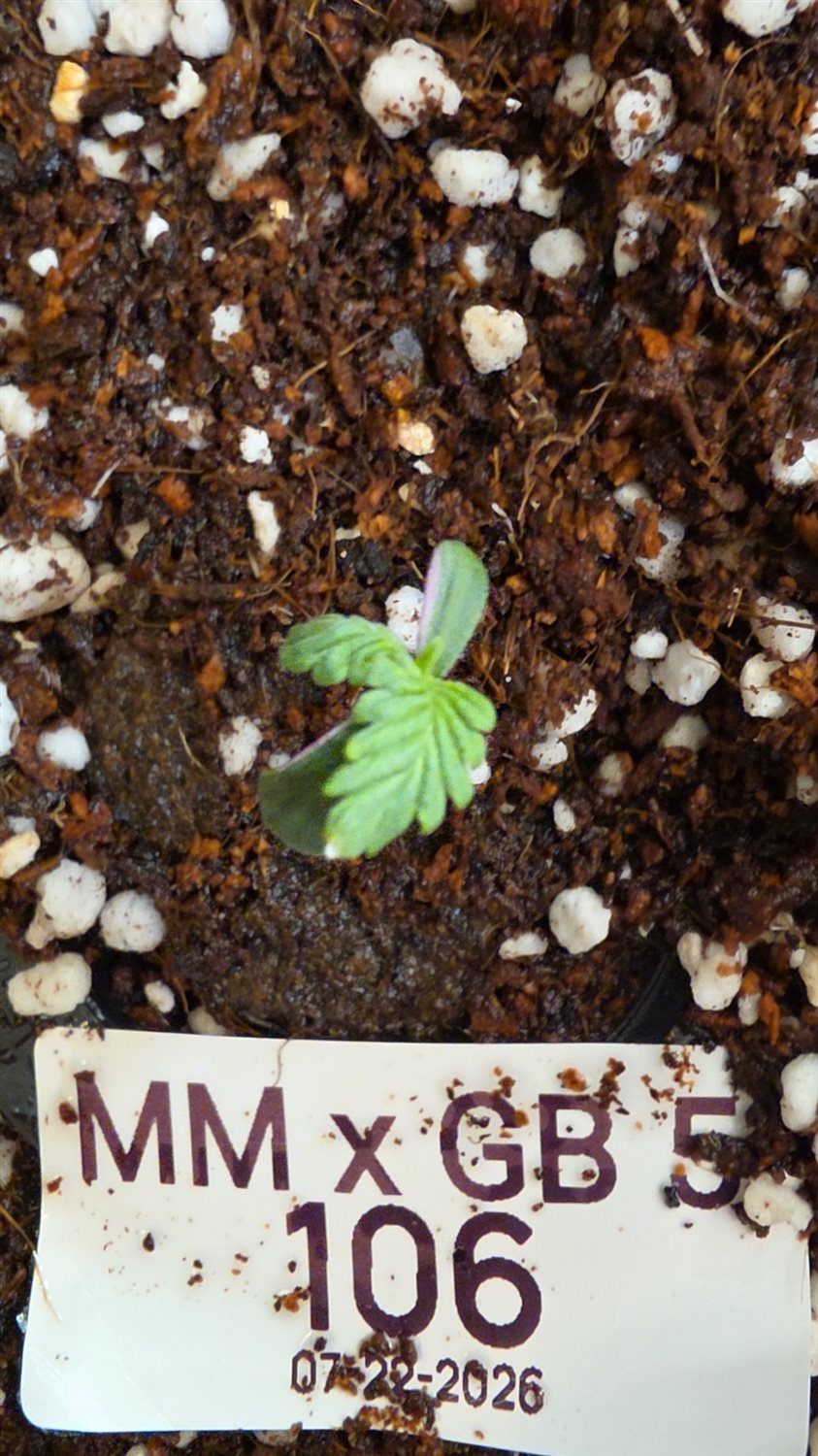MM X GB plant photo