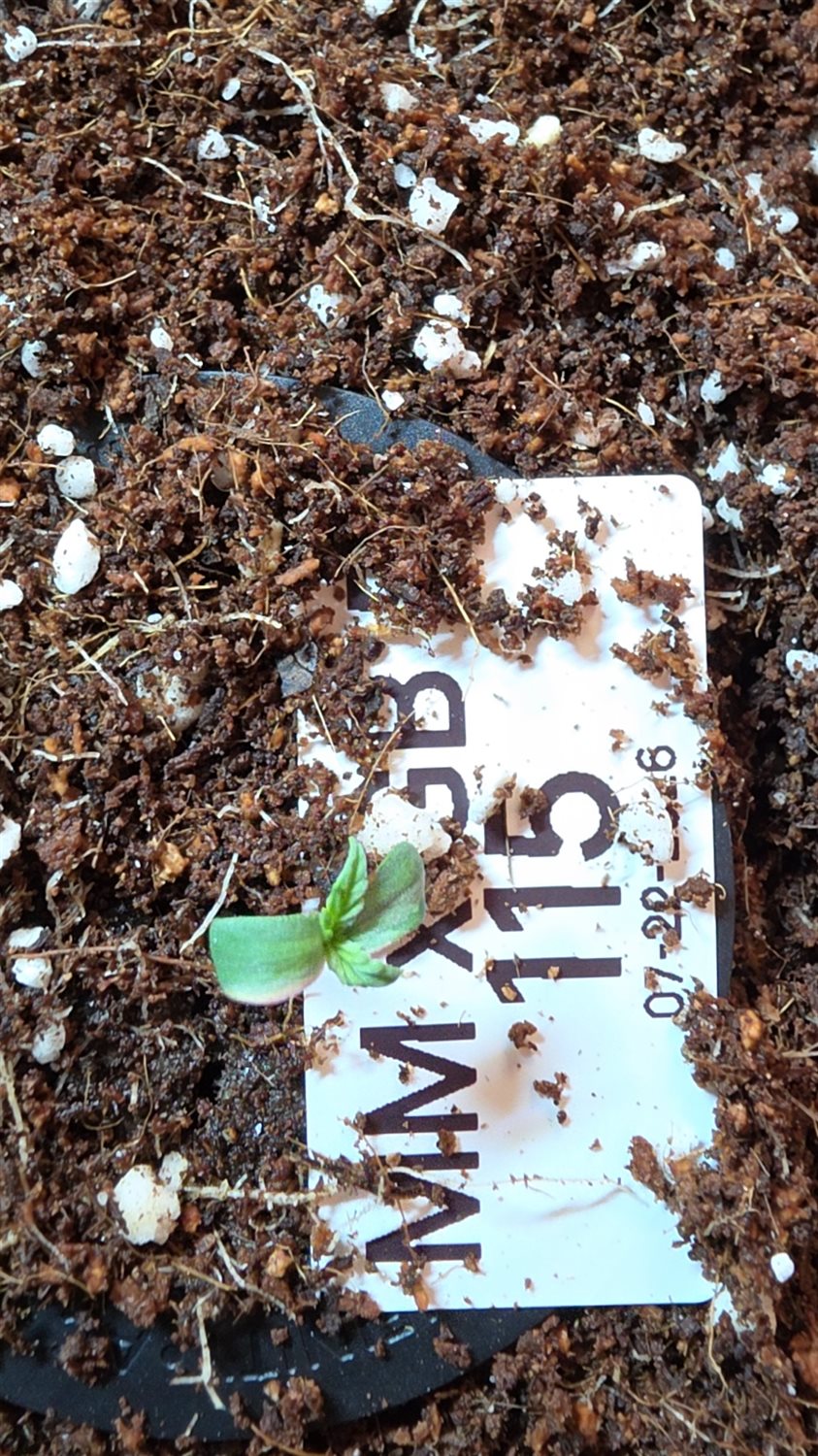 MM X GB plant photo