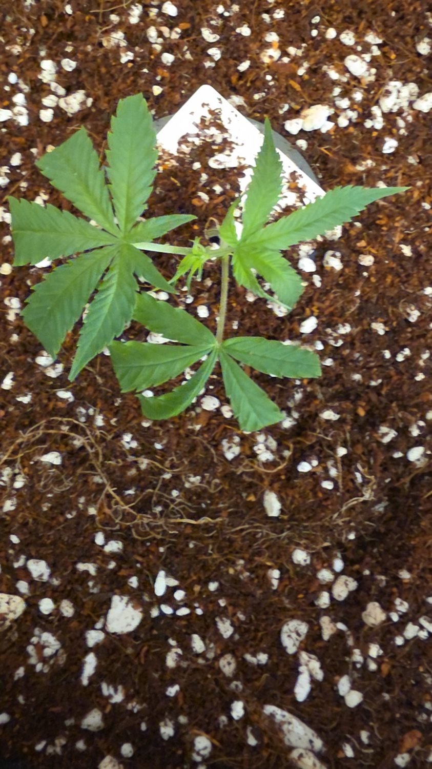 Black Apple Hitchcock plant photo