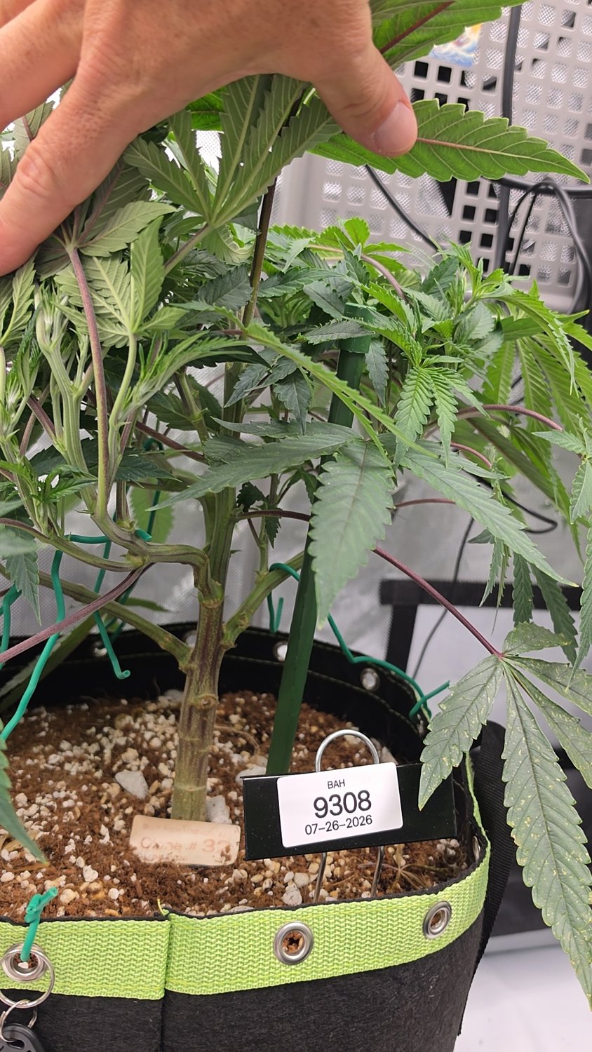 Black Apple Hitchcock plant image