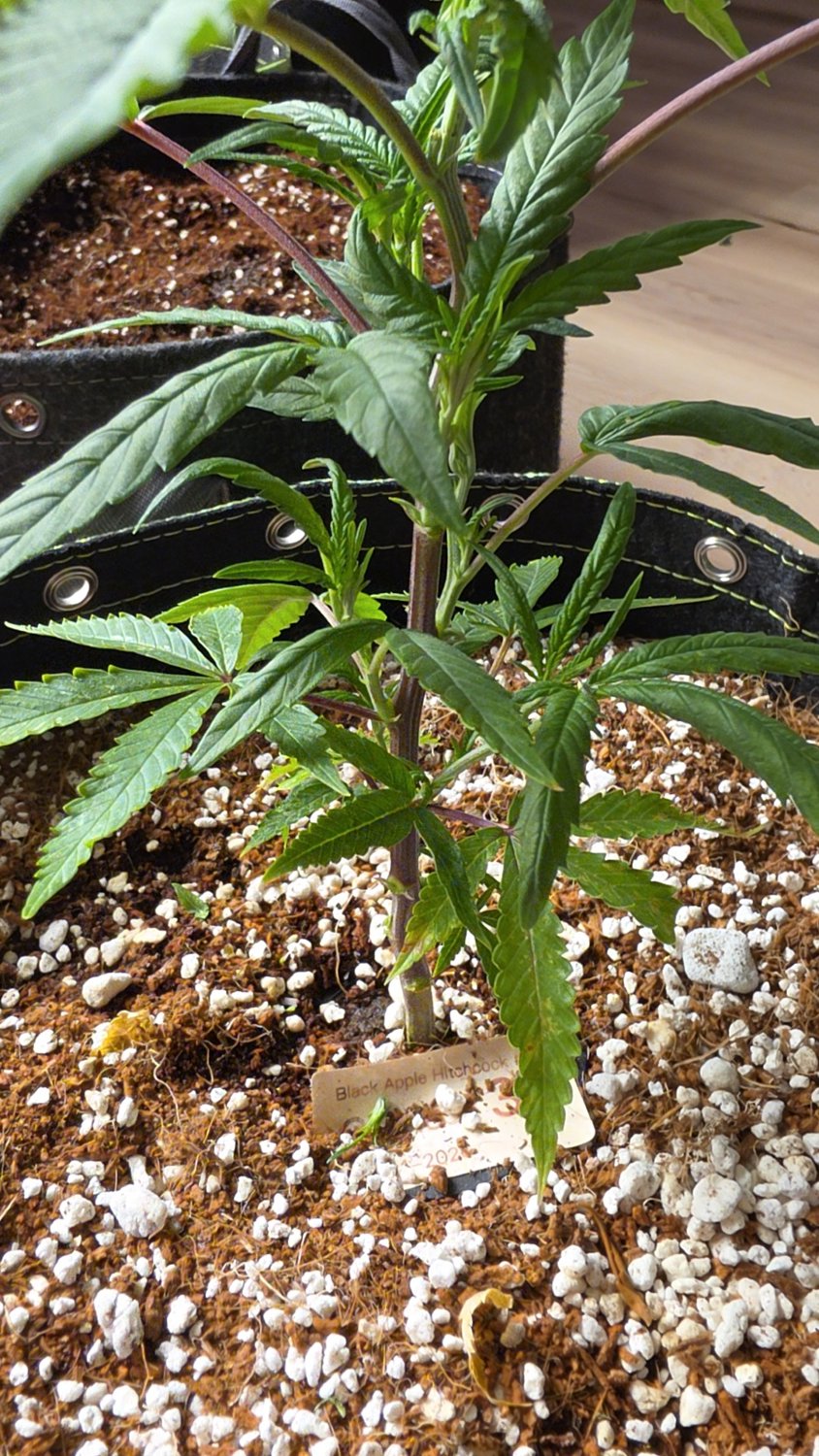 Black Apple Hitchcock plant photo