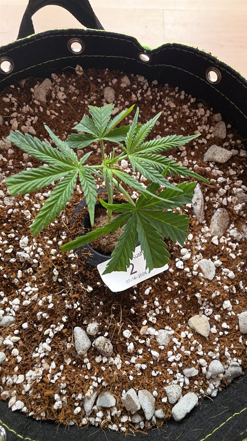 Blueberry Kush plant photo