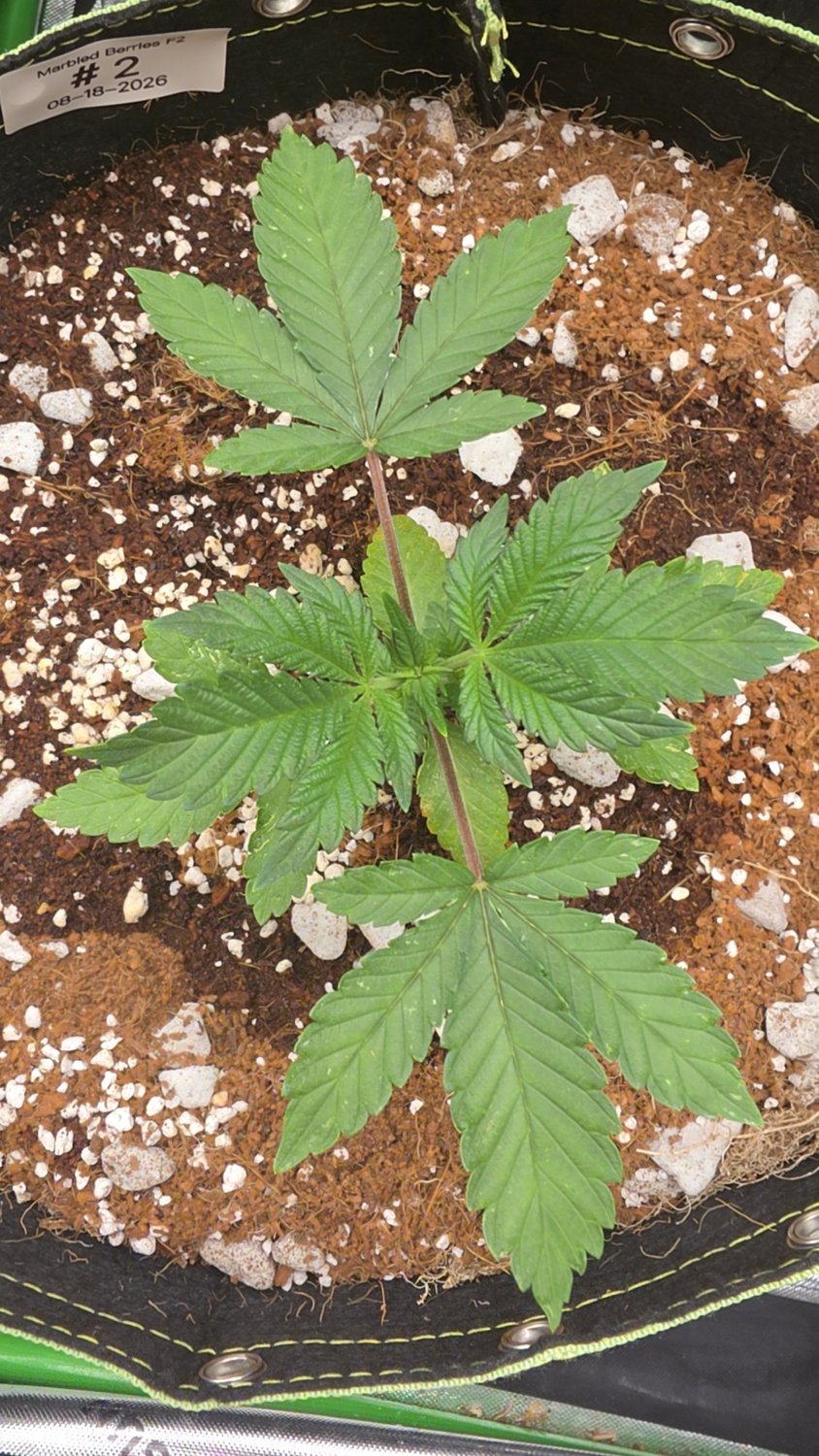 Marbled Milkshake x Sleepy Joe OG plant image