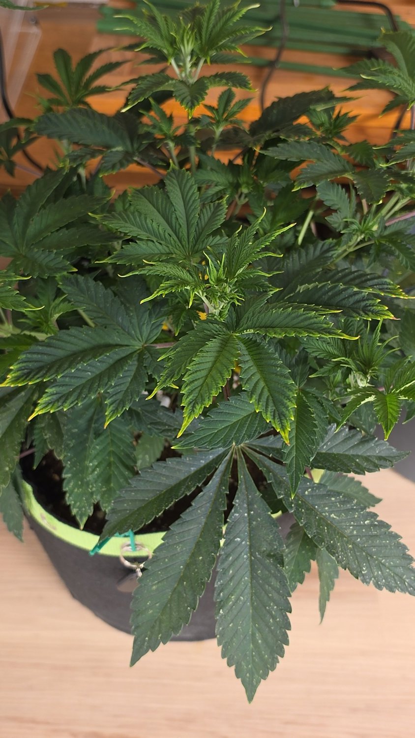 Marbled Milkshake x Sleepy Joe OG plant photo