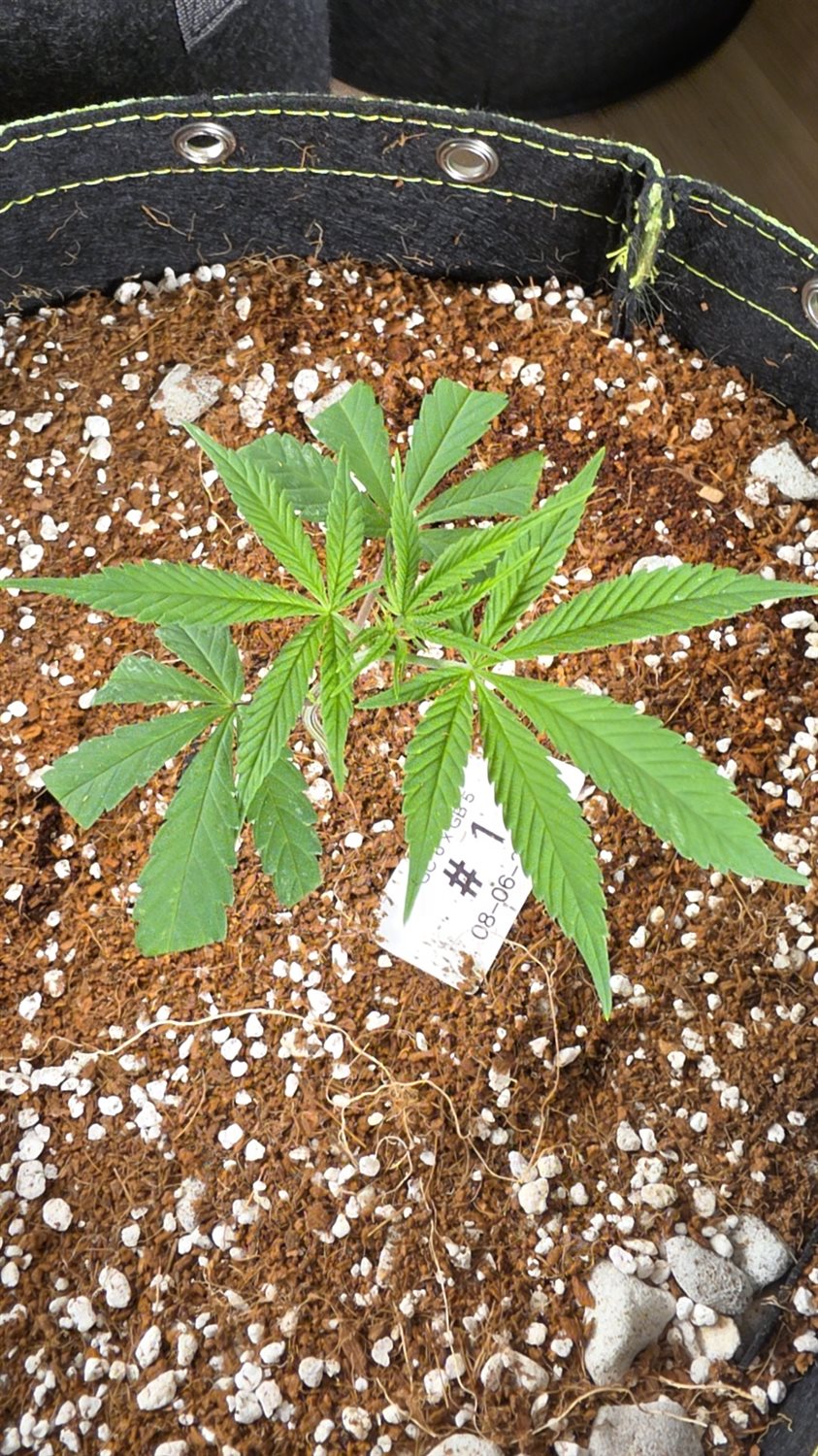 Swavory Candy plant photo