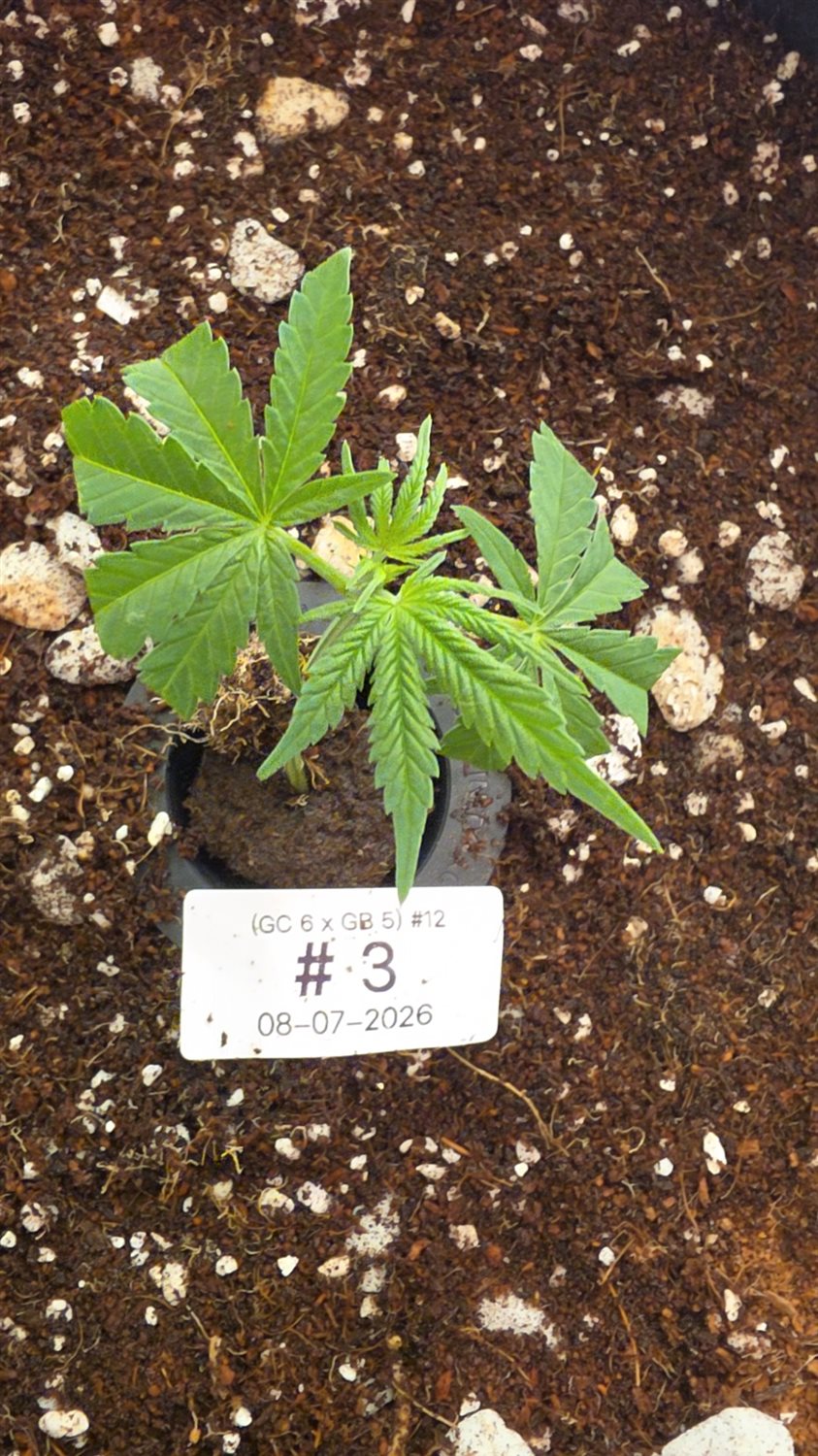Swavory Candy plant photo