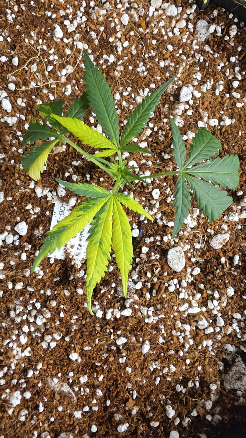 Marbled Milkshake  plant photo