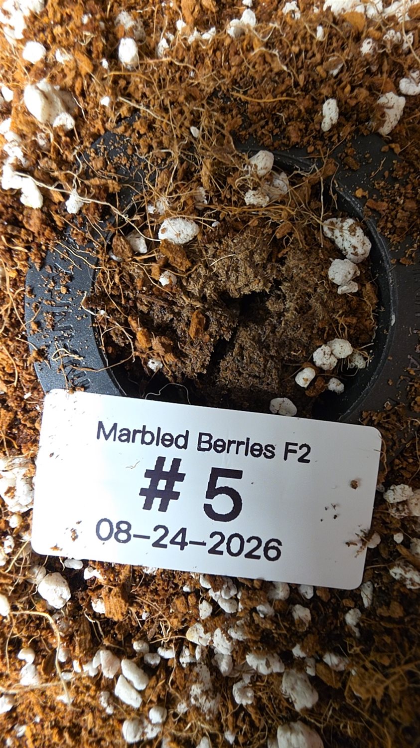 Marbled Berries plant photo