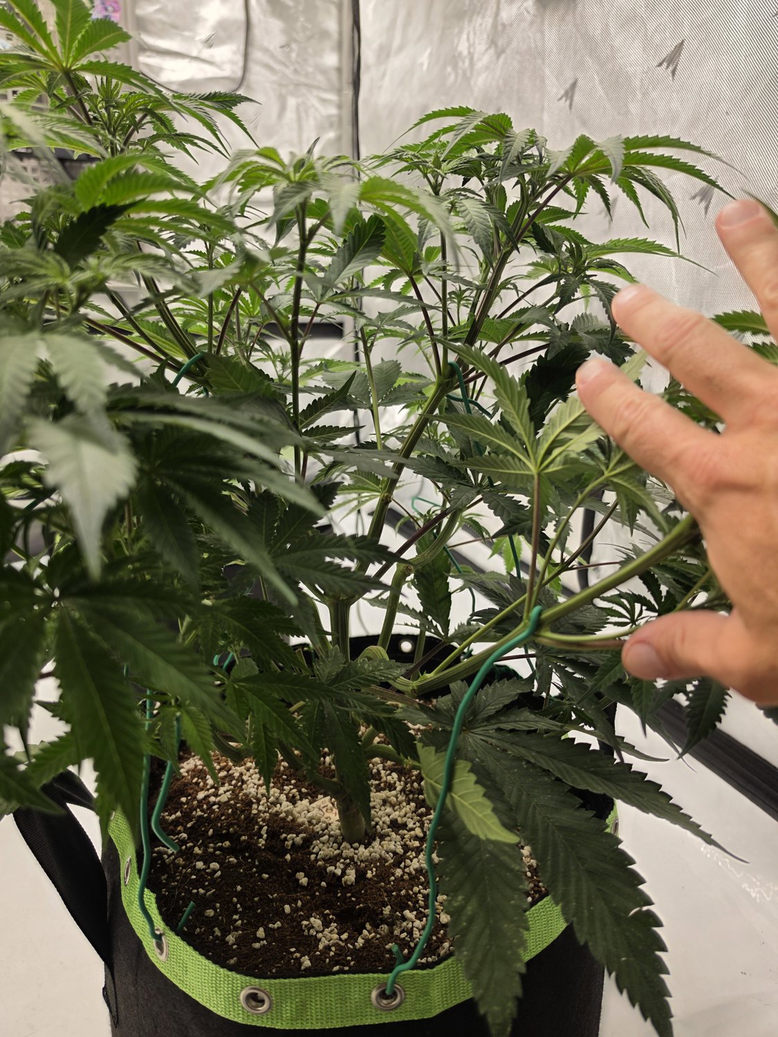 MM X GB plant image