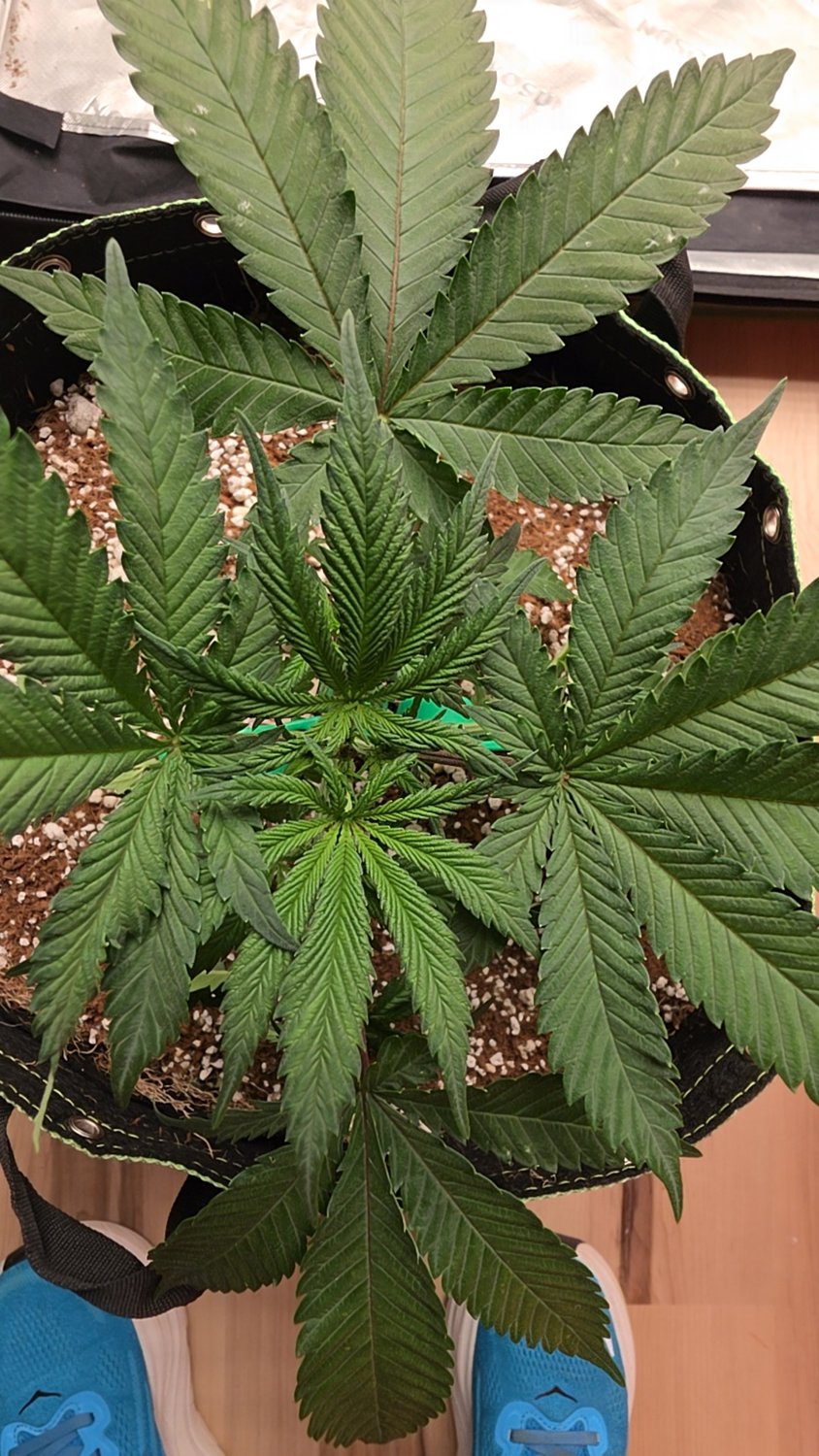 MM X GB plant photo
