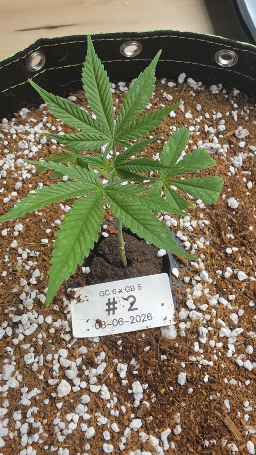 Swavory Candy plant photo