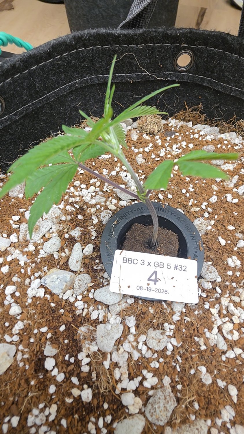 Swavory Blueberry  plant photo