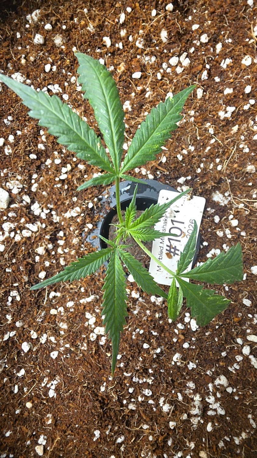 Marbled Milkshake  plant photo
