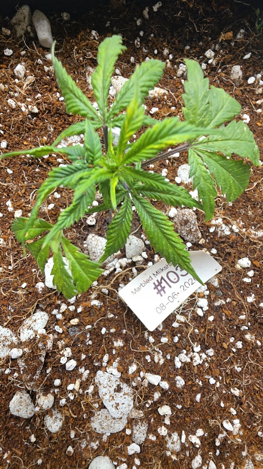 Marbled Milkshake  plant photo