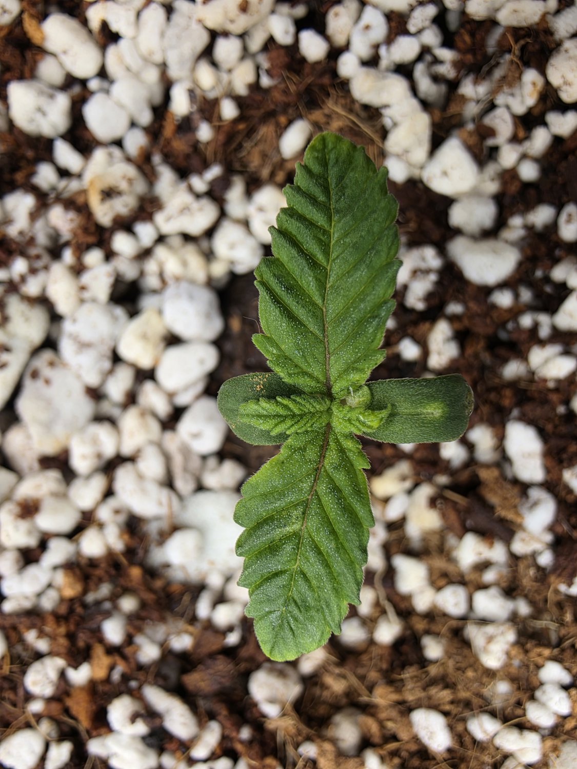 BAH x GB plant image