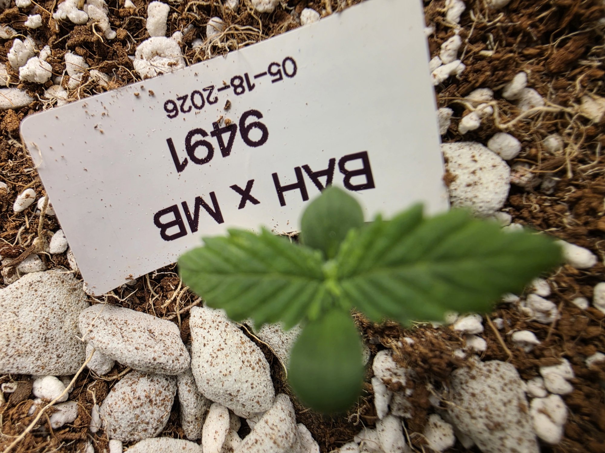 BAH x MB plant image