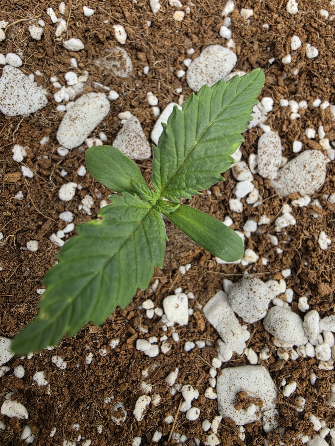 Marbled Milkshake x Sleepy Joe OG plant image