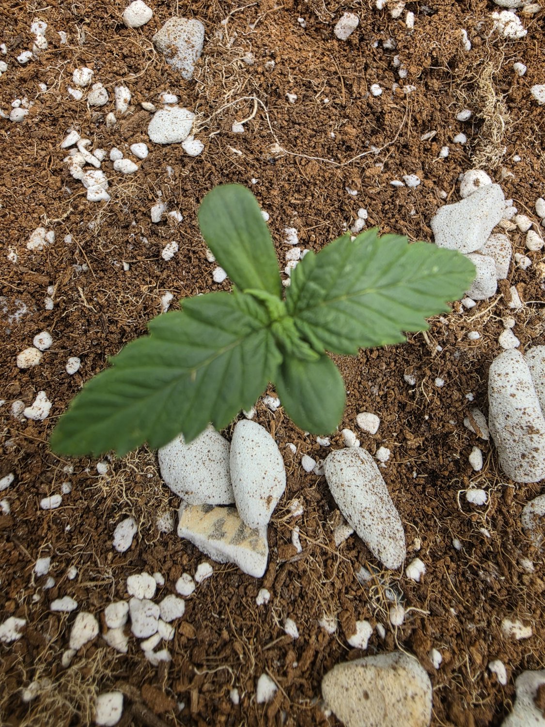 Marbled Berries plant photo