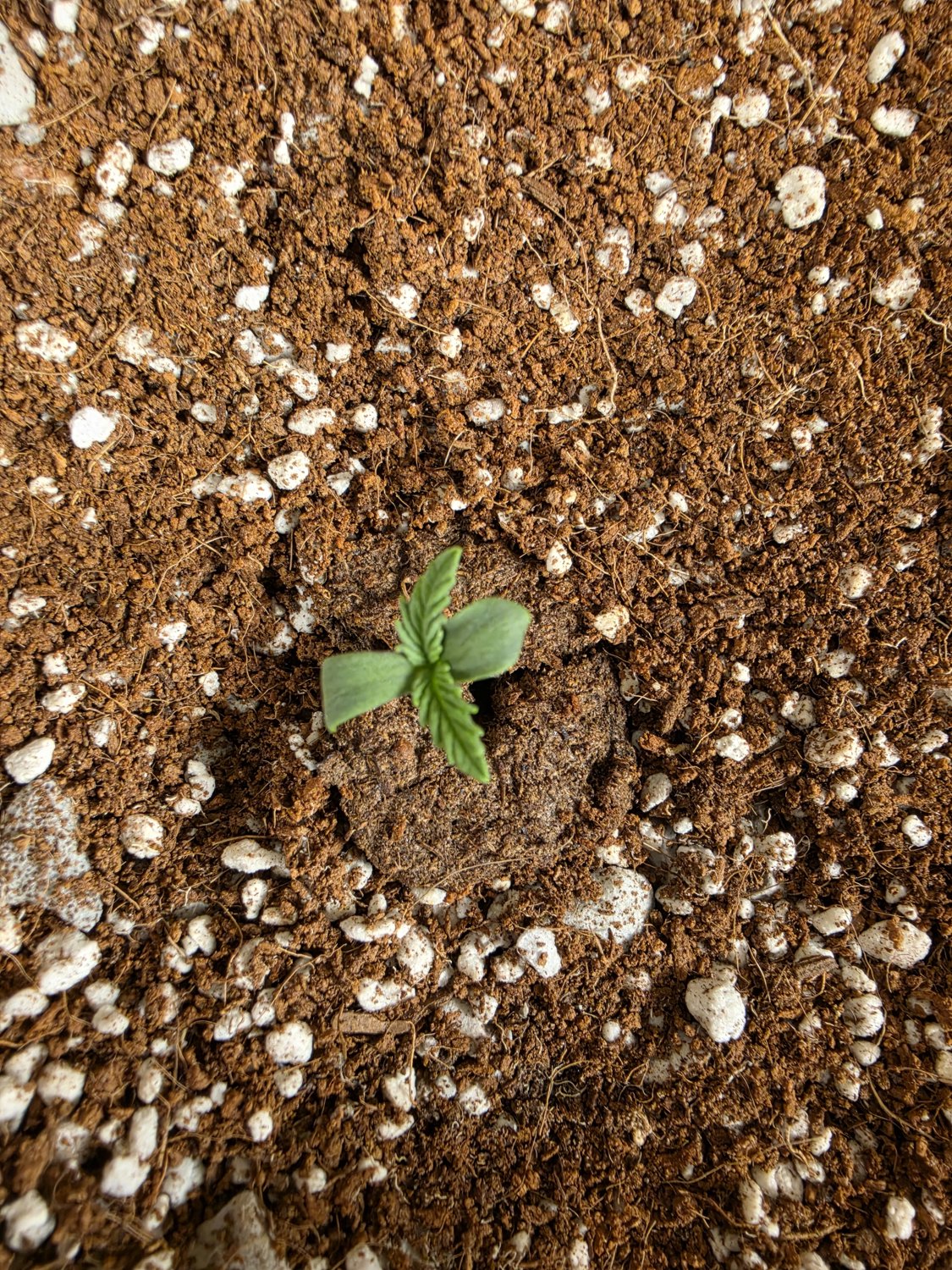 BBK x MB plant photo