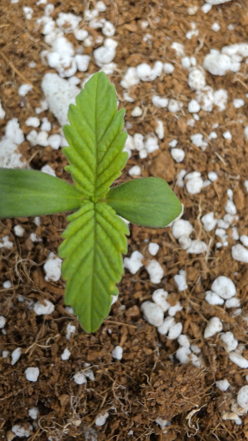 BBK x MB plant image