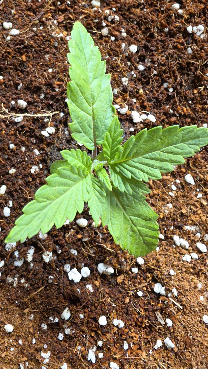 Banana Punch x Papaya Diesel plant photo